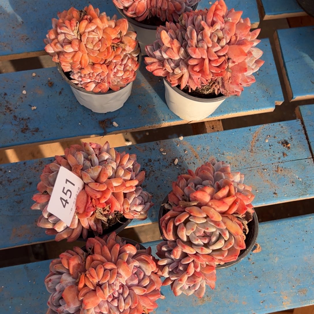 南***南451橙梦露橙梦露橙梦露