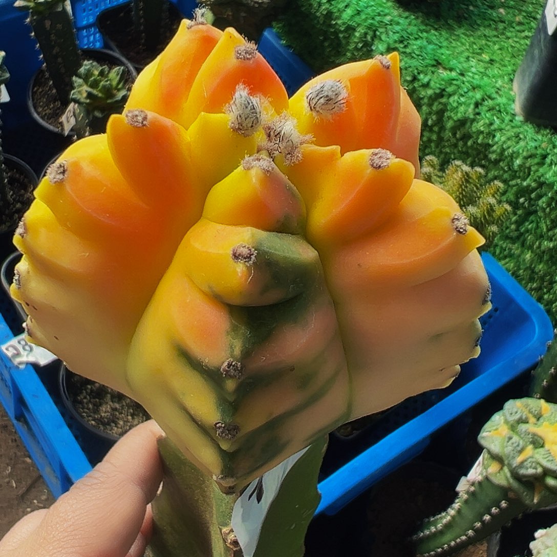 无花朵福利龟甲鸾锦114