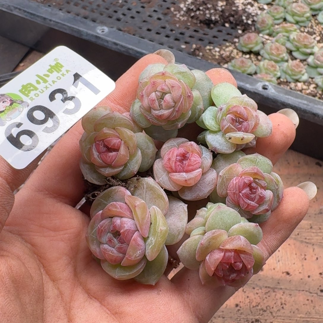 田***望多肉植物多肉植物