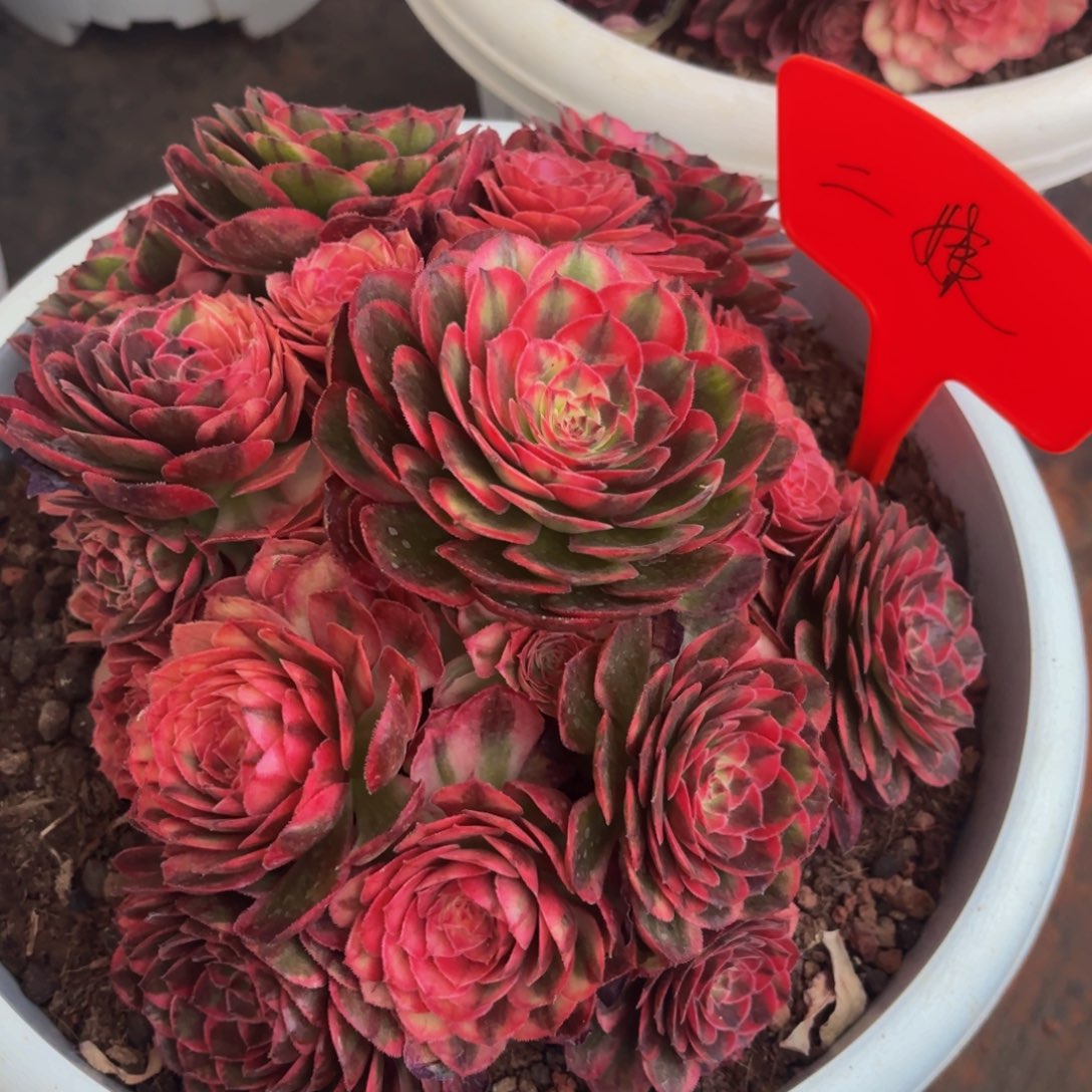 二***姨海神多肉植物一颗