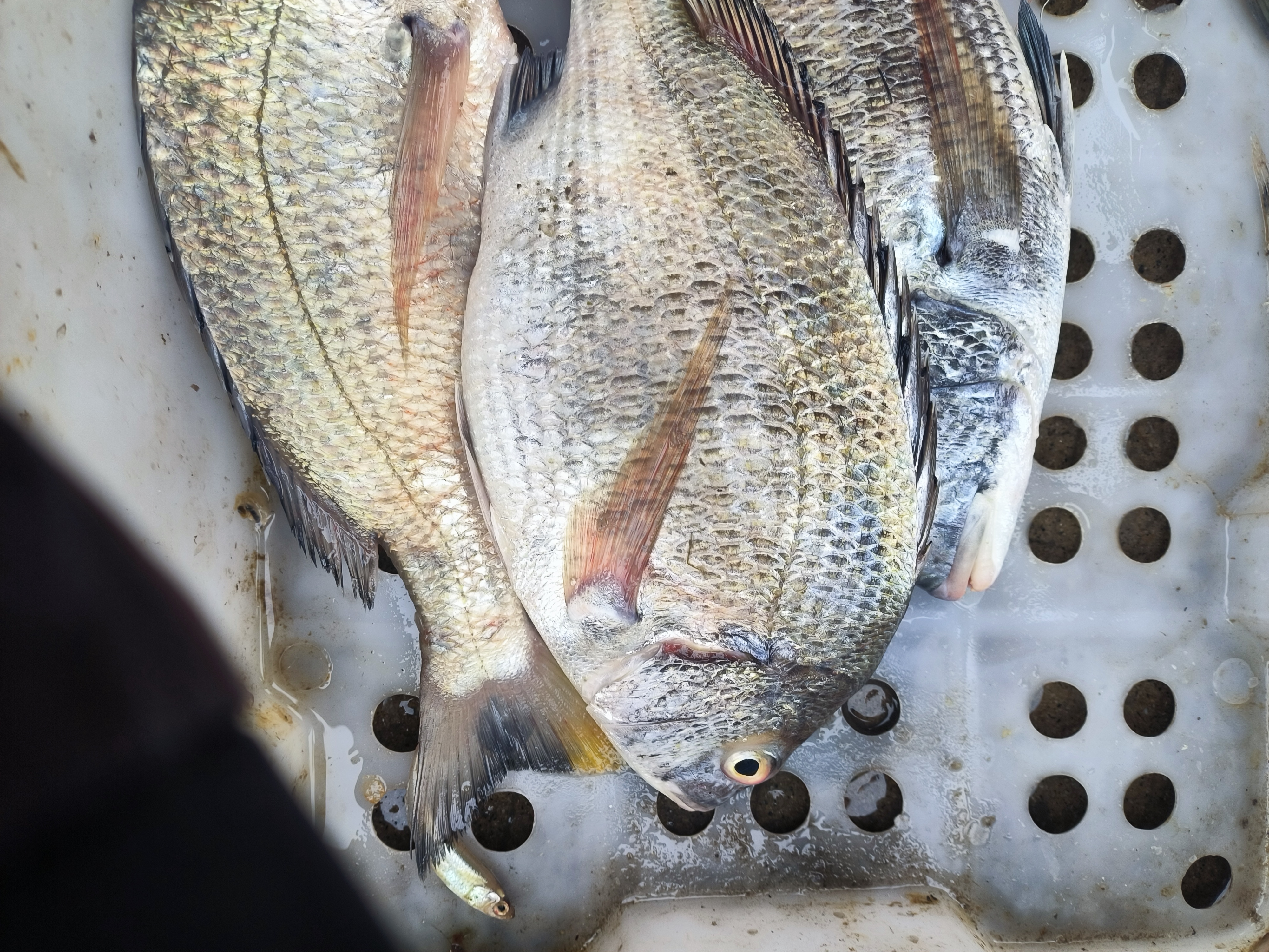 天然黑腊黑鲷北海源头海鲜顺丰冷链包邮