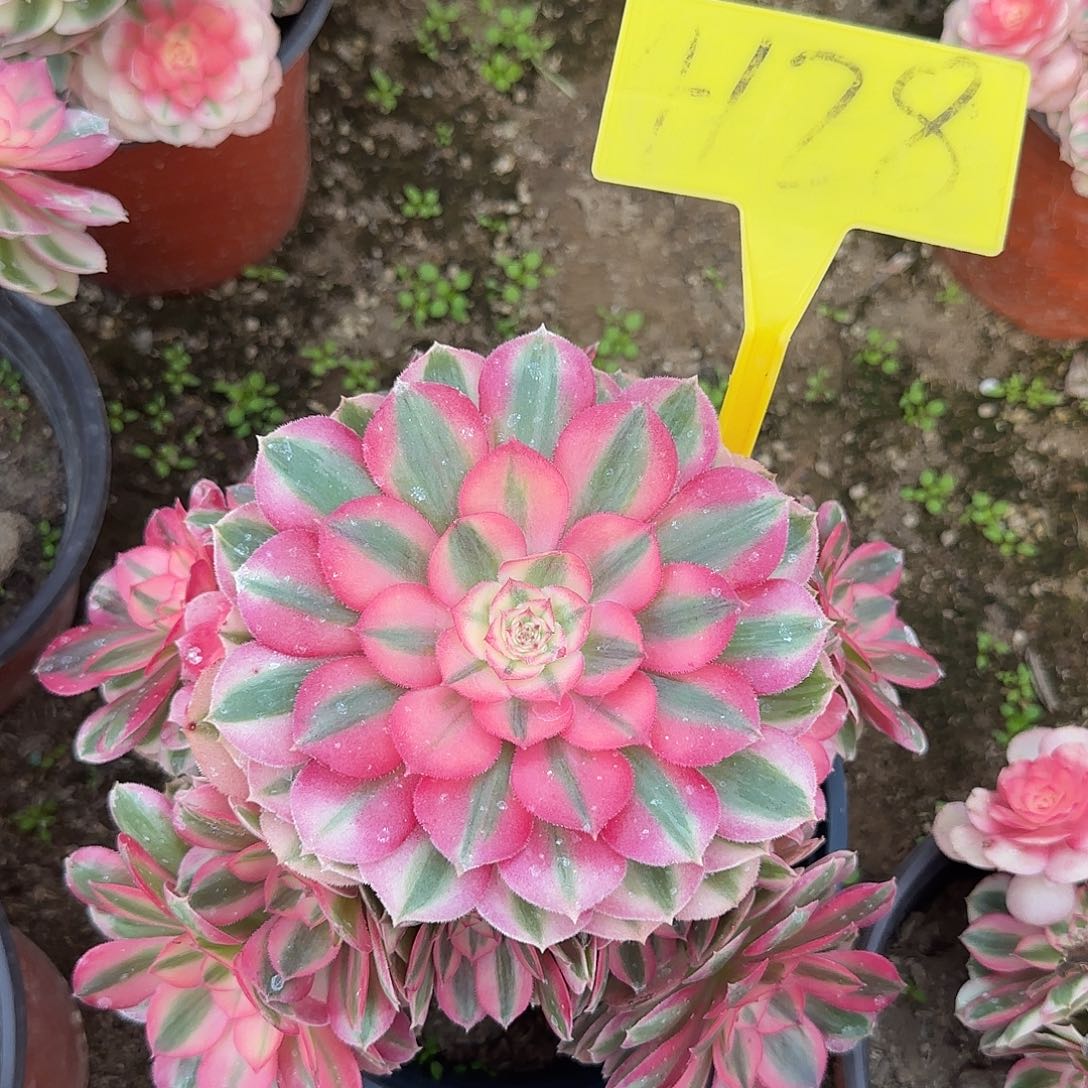 4128---倾城多头多肉