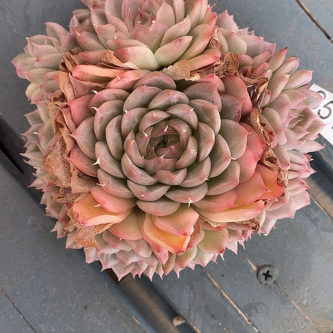 如***令3510杂交老桩基地～12厘米