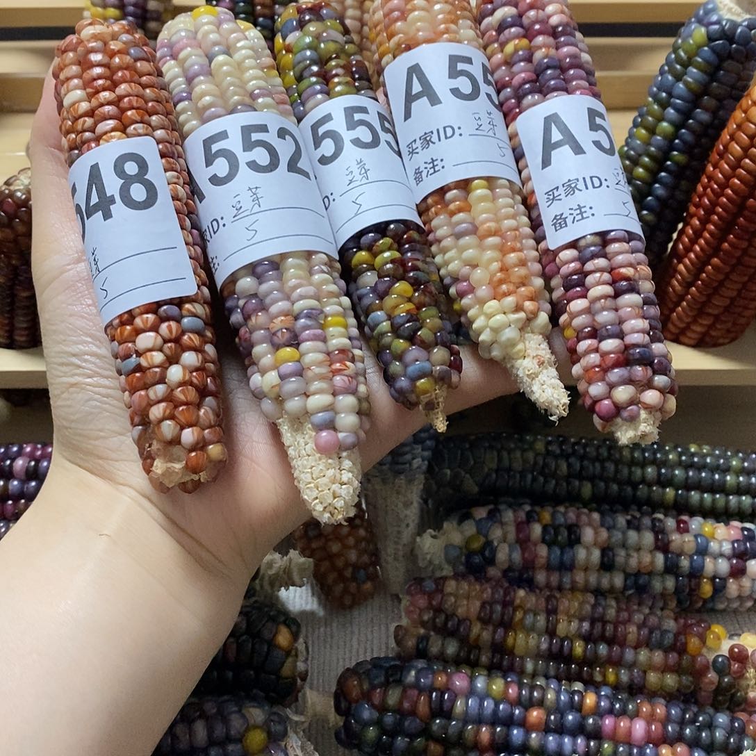 藤类文玩玉米毛料