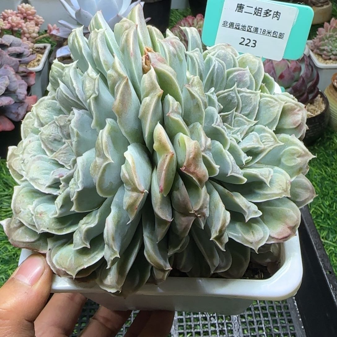 唐二姐多肉编号223