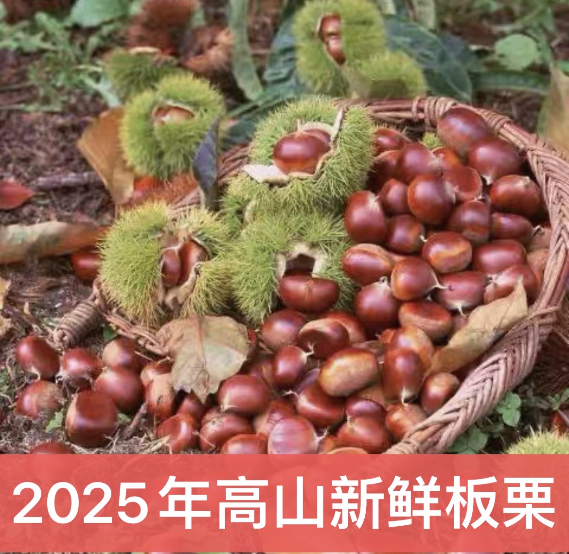 【云南高山老品种板栗】老树新鲜板栗自然成熟去刺球发货（包售后）