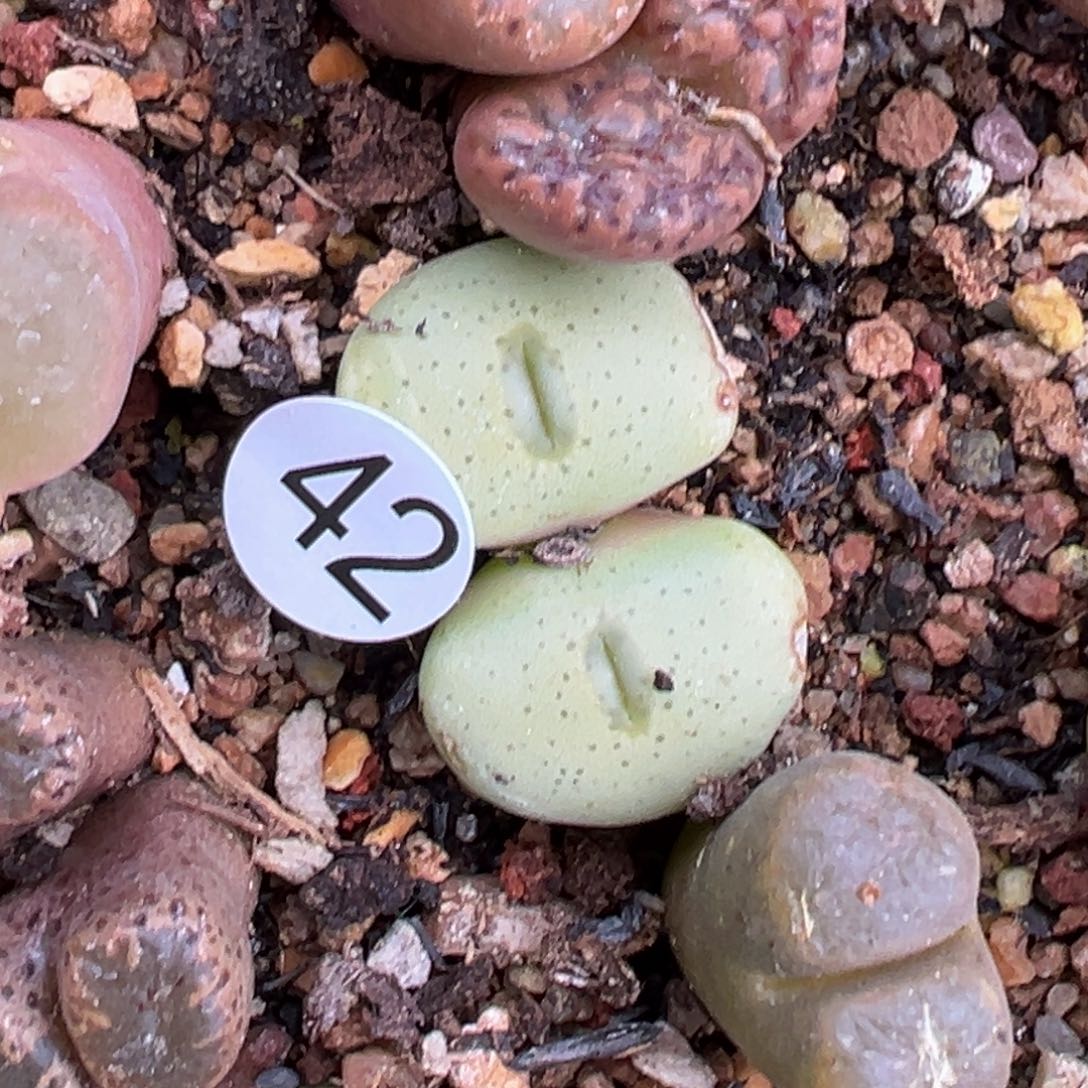 多肉植物111111111111