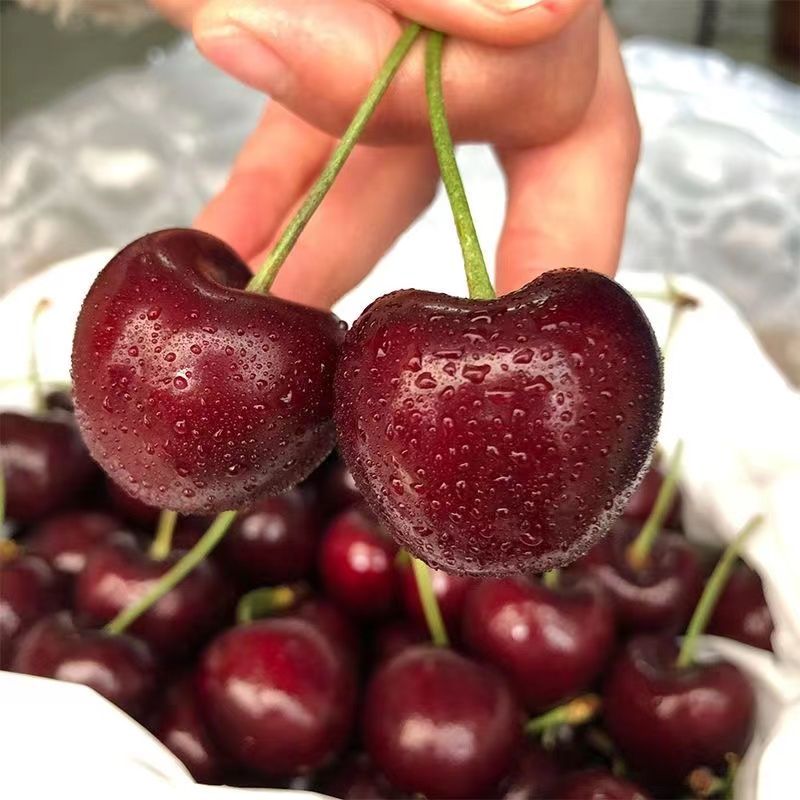 2J拉宾斯智利车厘子2500g箱装