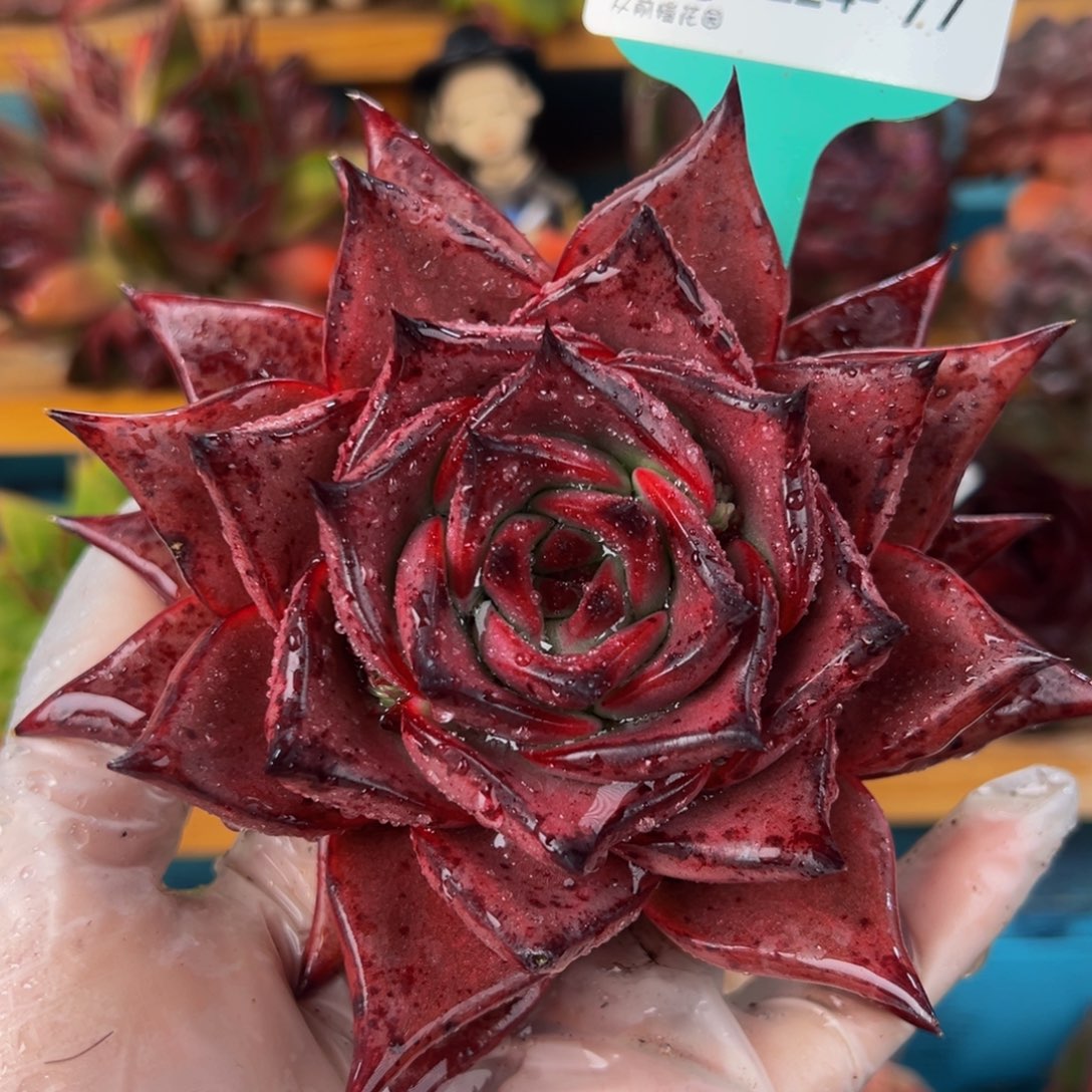 从前慢多肉精选编号0224.77