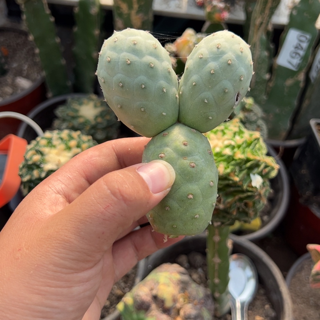 米奇无刺习志野仙人球499