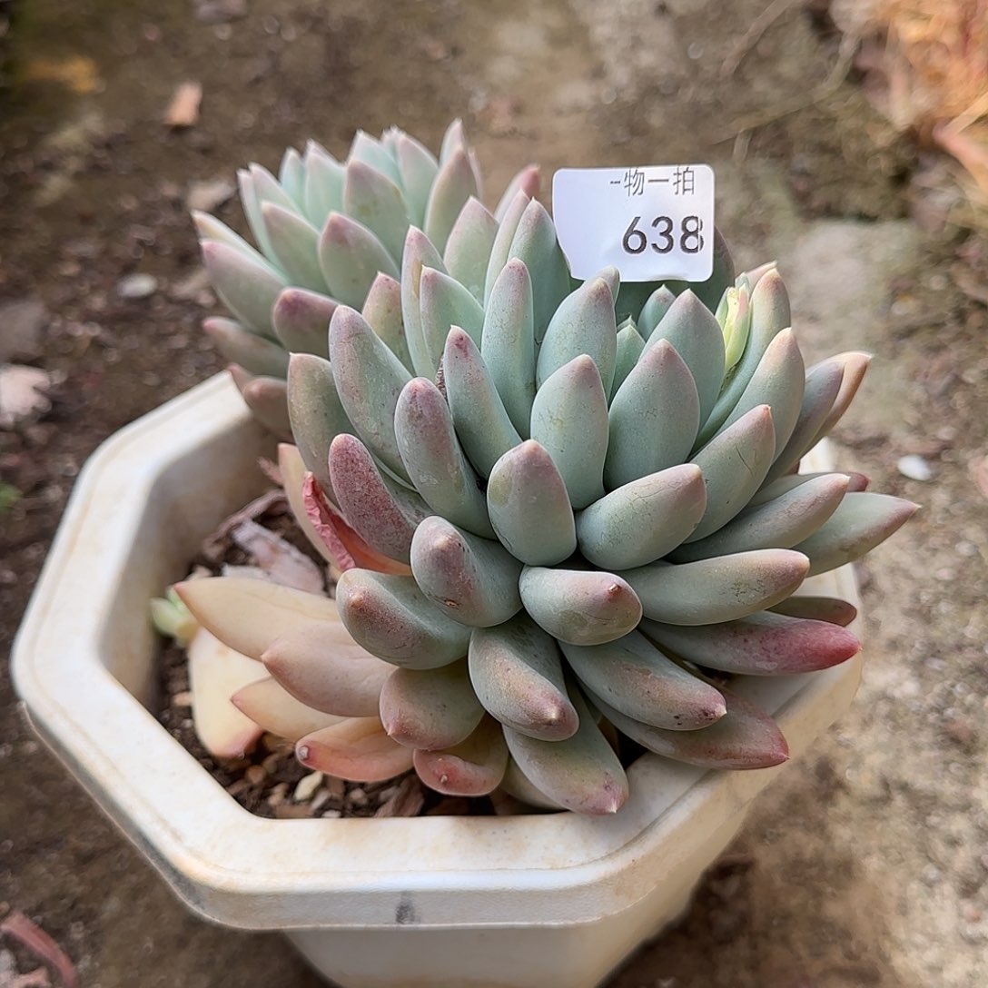 渿638号 一物一拍