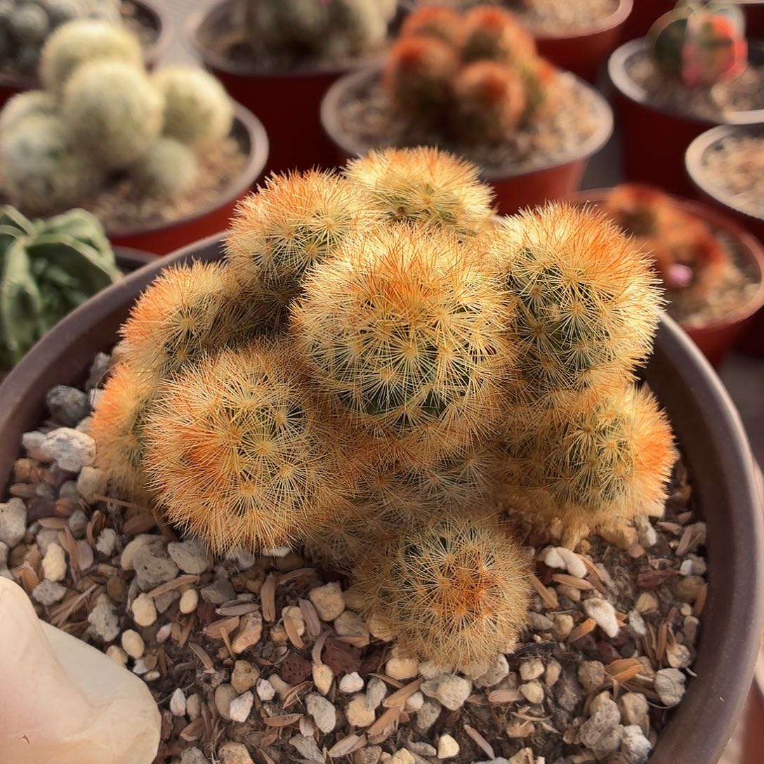 A***C无花朵嘉汶丸！！！！！！