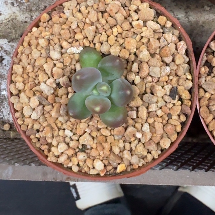 芭比亚 单头  一物一拍