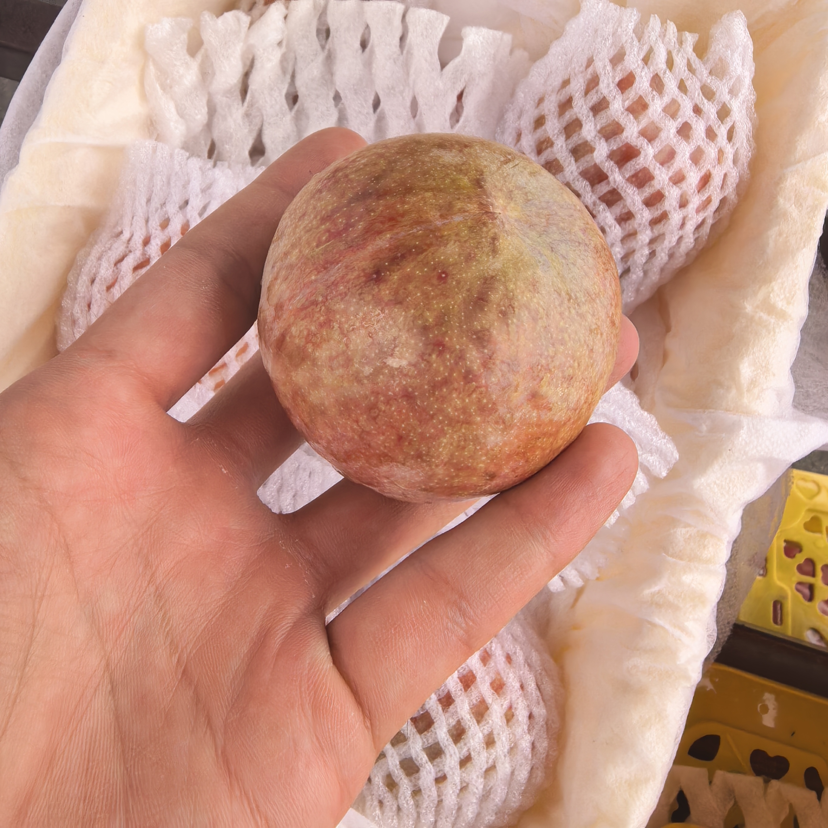 【顺丰次日达】新疆 空运 恐龙蛋 味帝李 1箱3斤新疆维吾尔自治区