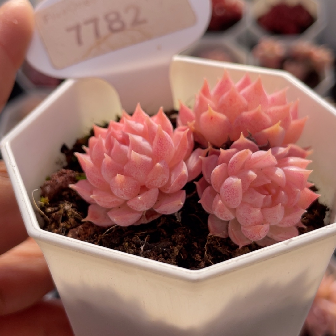 朱砂痣7782-4.5厘米