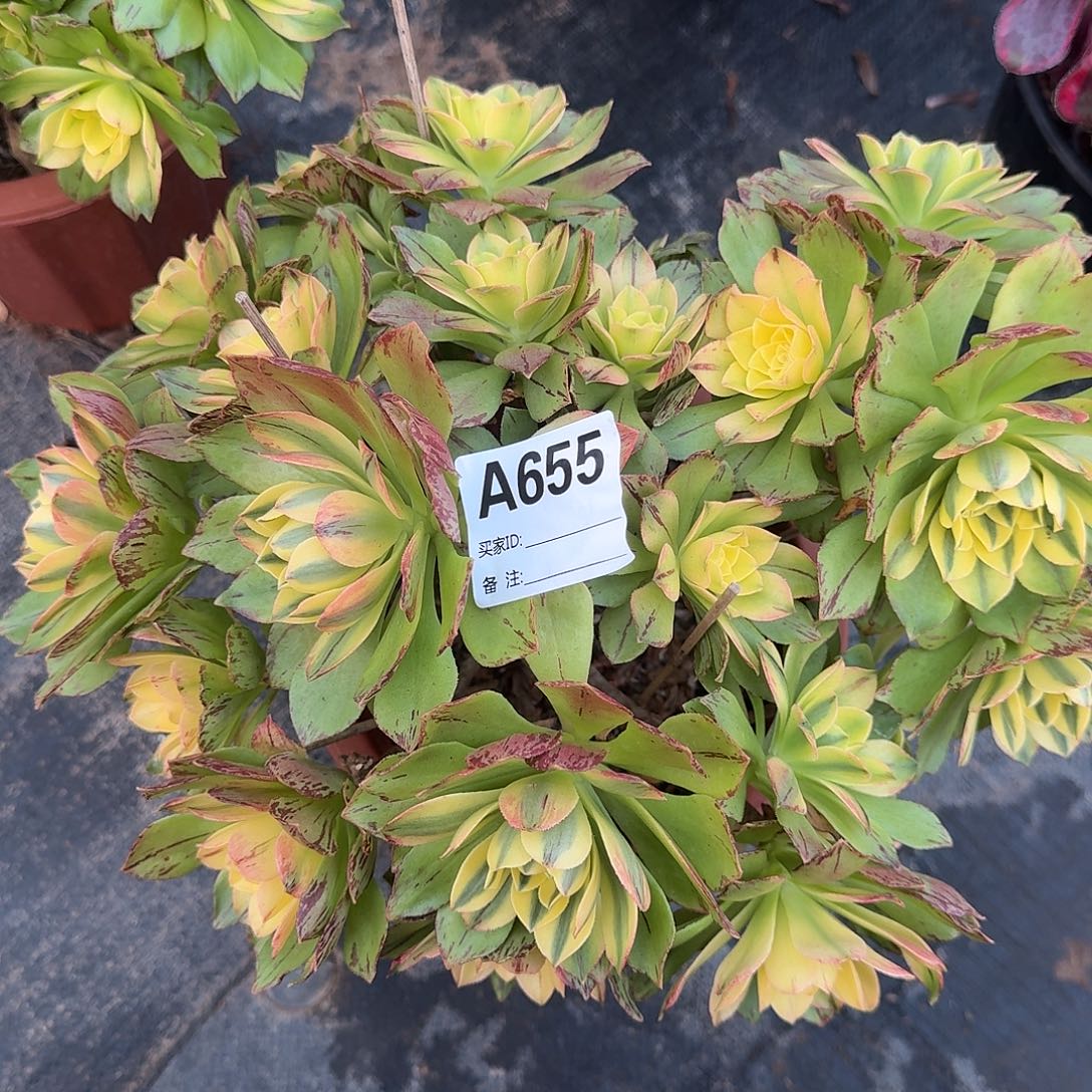 暮***景荷花多肉法师a655