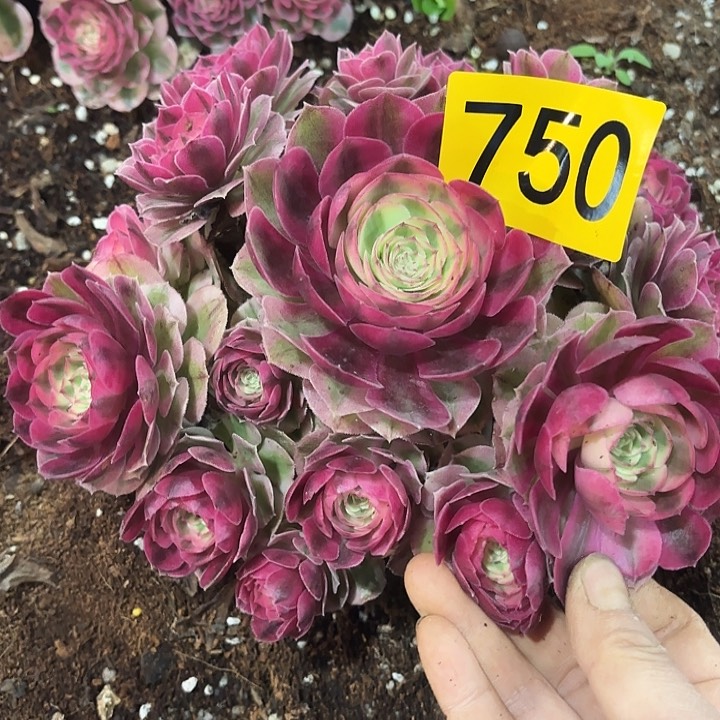 多肉植物荔枝750 