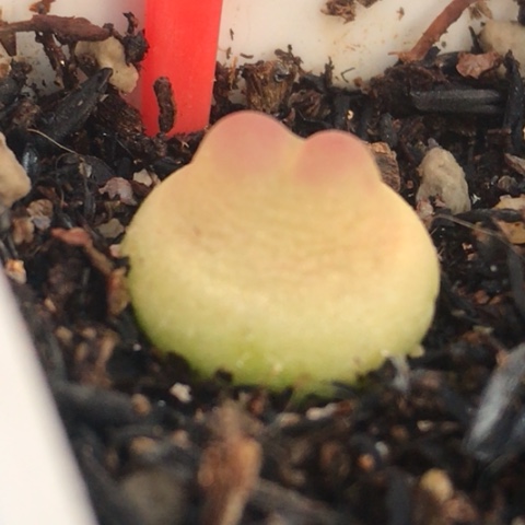 多肉肉锥 仙桃拉登