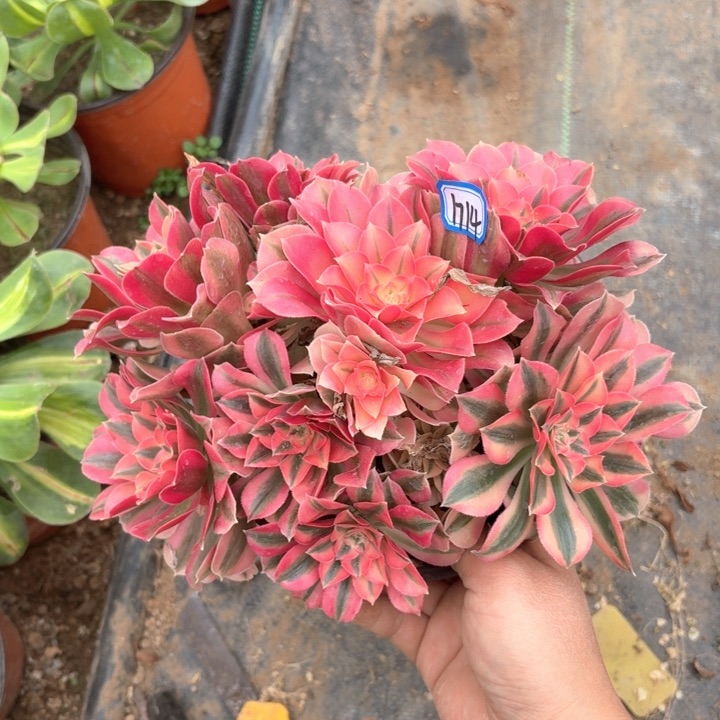 粉女巫1714法师多肉