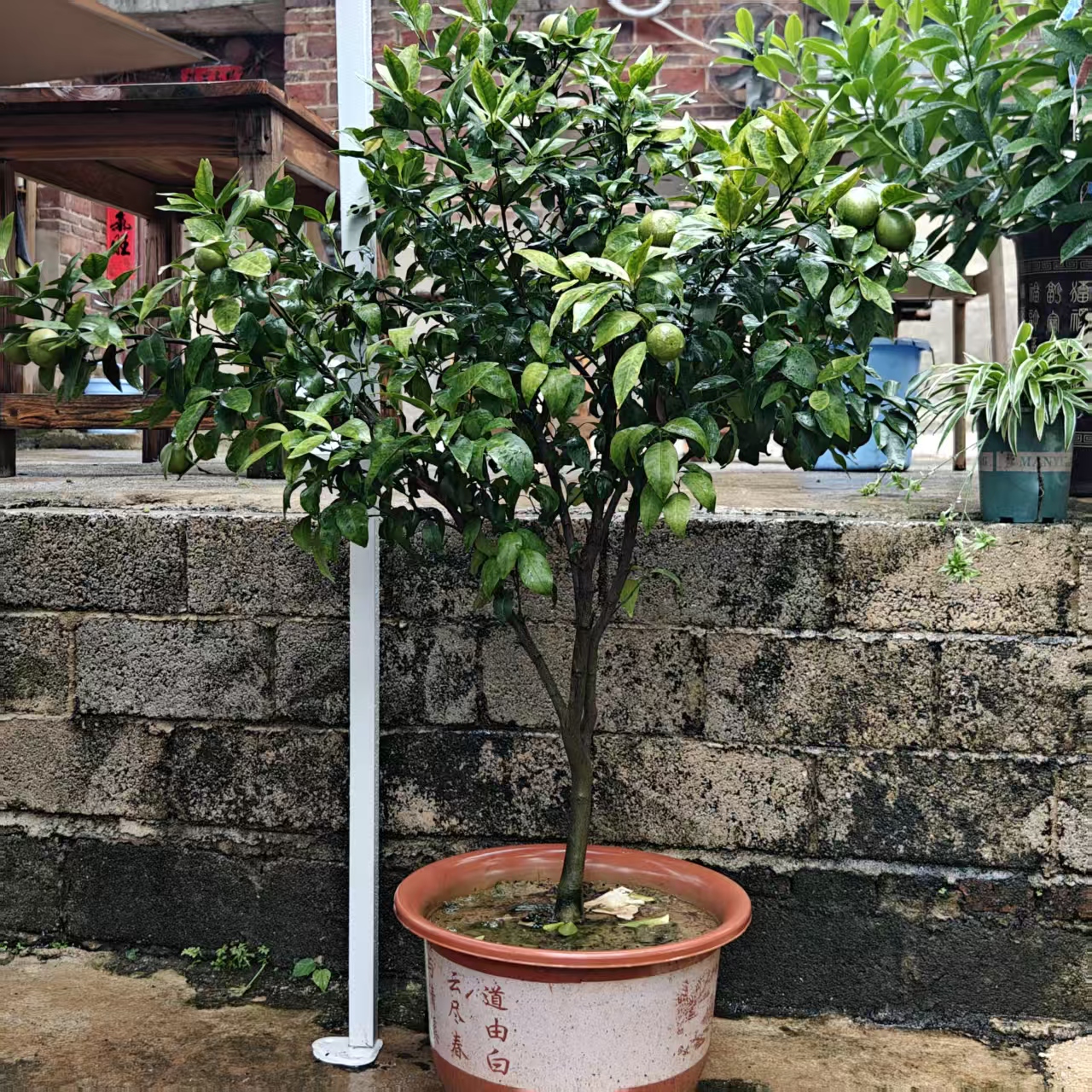 盆景素材南方北方可盆栽地载、直播间（一物一拍定制不退）