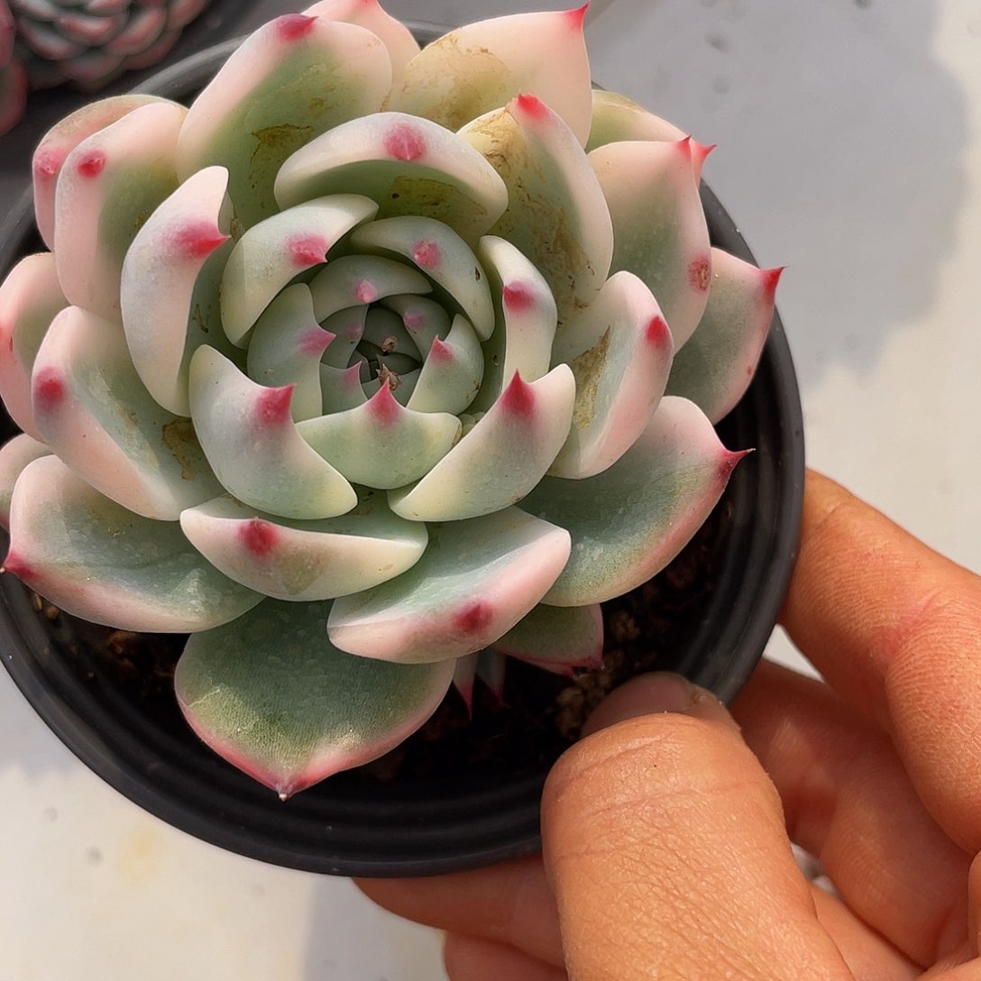 吉娃娃锦卡拉米多肉