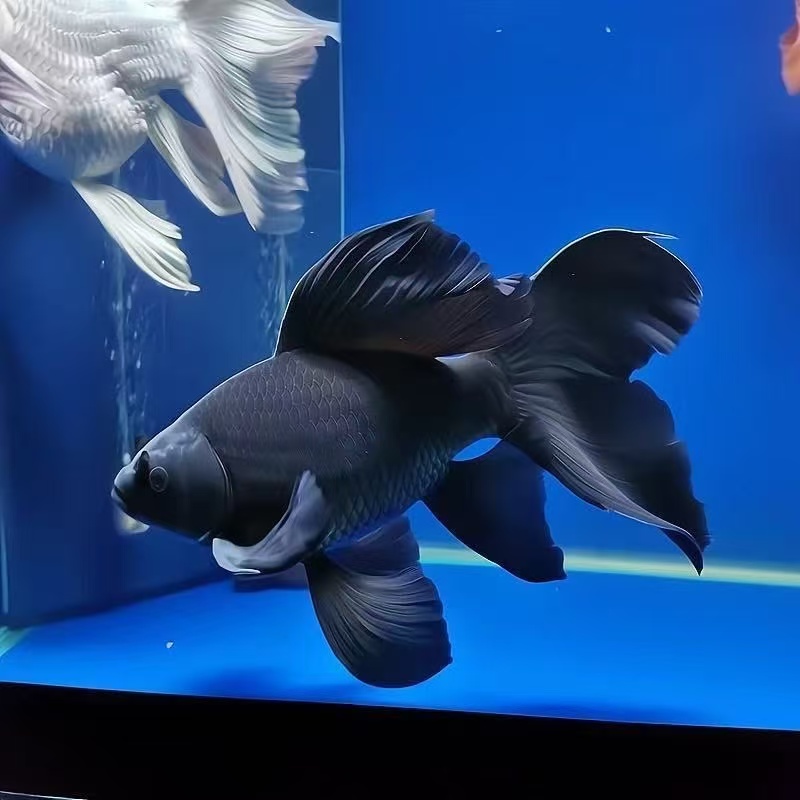 纯种墨蝶宽体高背大尾鳍黑蝴蝶鲤短身短球形淡水冷水鱼好养活