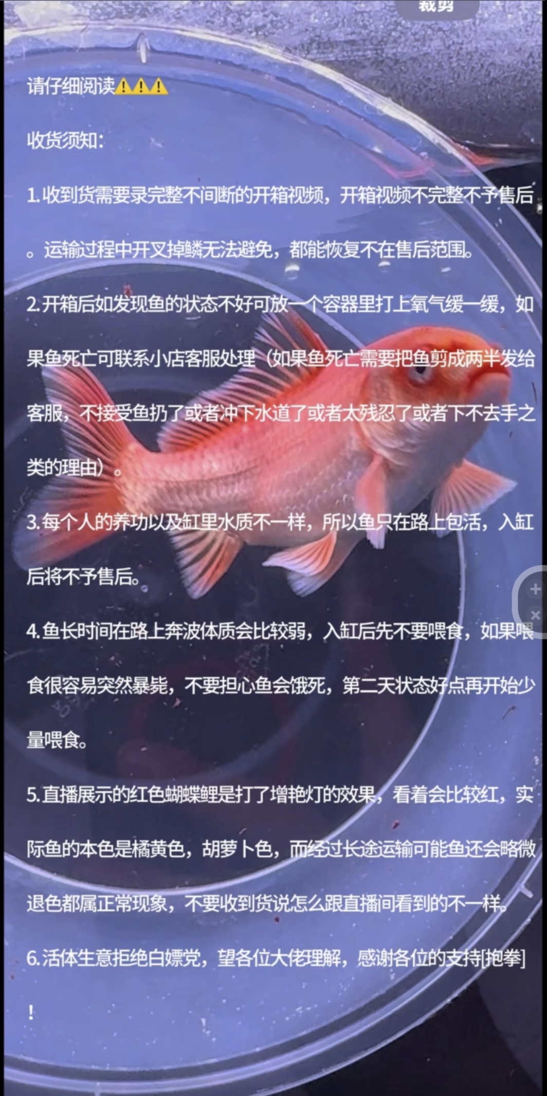 红色蝴蝶鲤锦鲤观赏鱼锦鲤鱼观赏鱼一鱼一价包邮拍这精品蝴蝶鲤