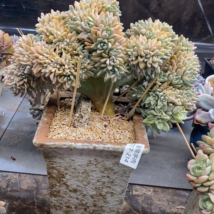 夏悦多肉0117-214淡雪缀景