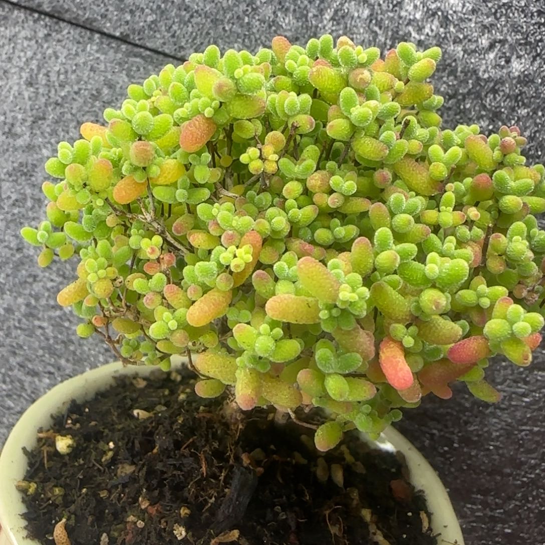dy0260精控大蜜橘带盆直杆