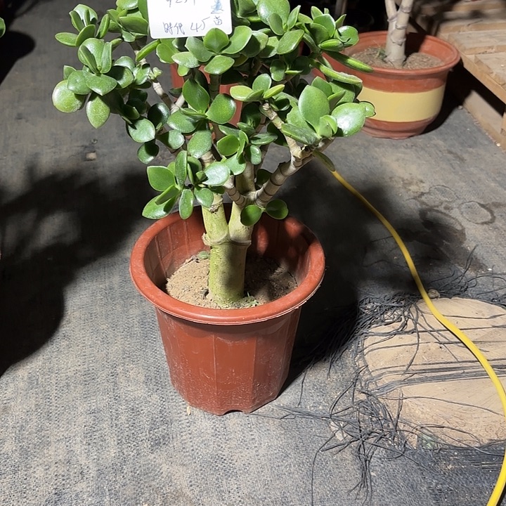 这***代当前无花栽培后可以开花老青45