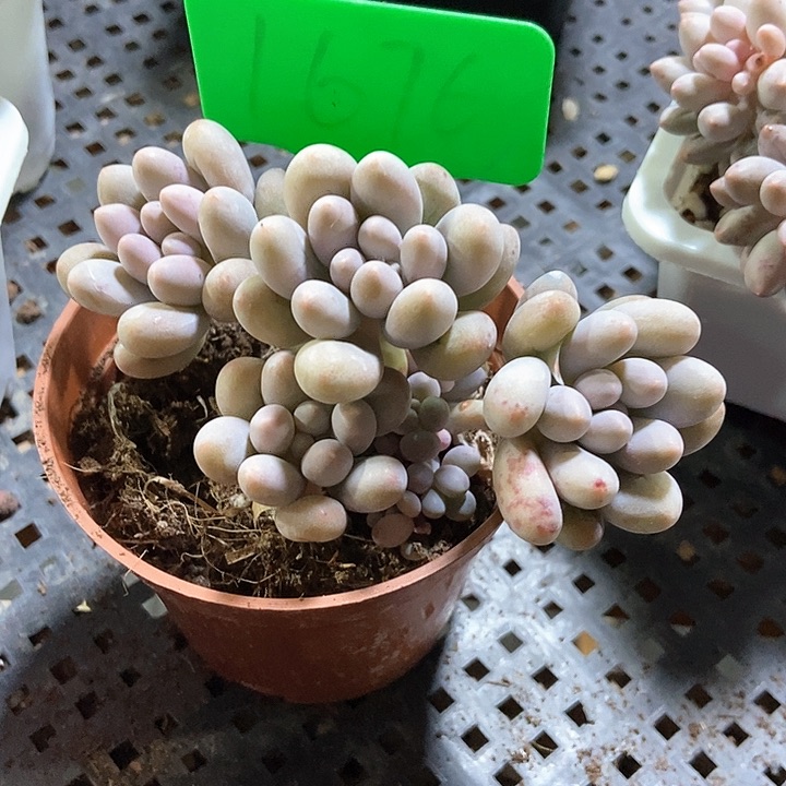 阿***琦多肉植物糖豆1676