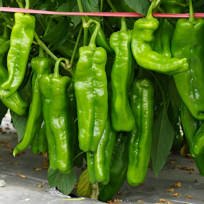 长线椒苗螺丝椒苗朝天椒苗四季辣椒苗高产绿植牛角椒苗薄皮椒苗
