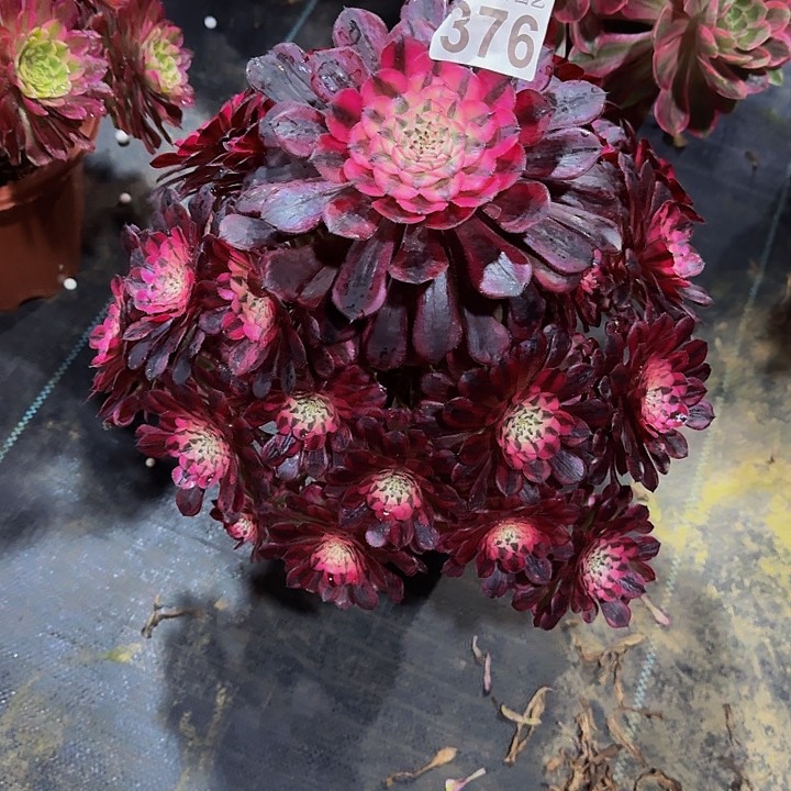 红陶红彤超白376