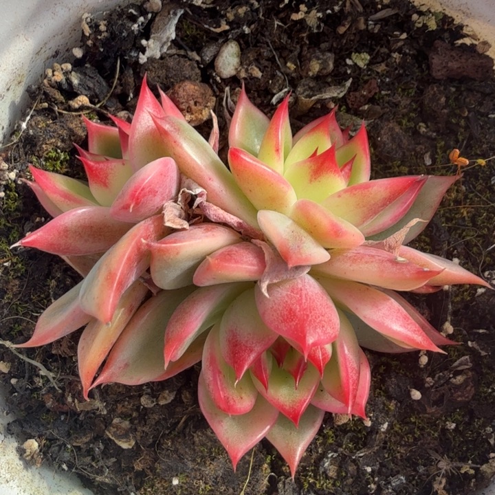 桃花锦腹轮锦群 