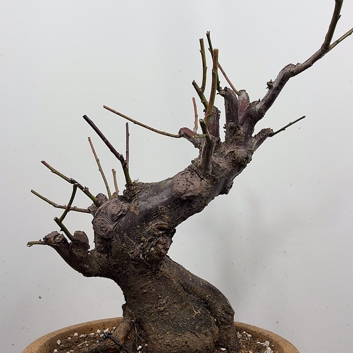 无花朵宫粉梅花花开花开