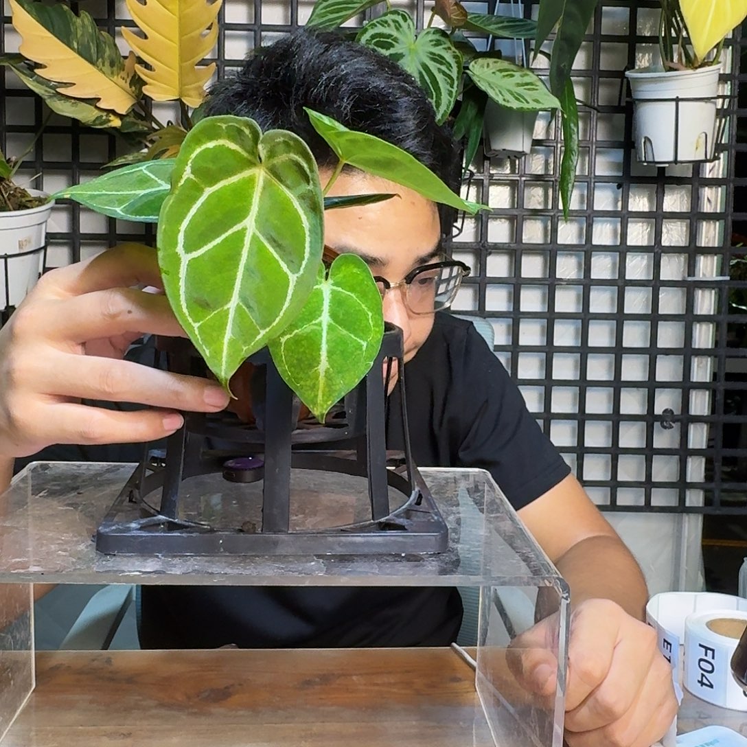 ****地无花朵一物一拍E191
