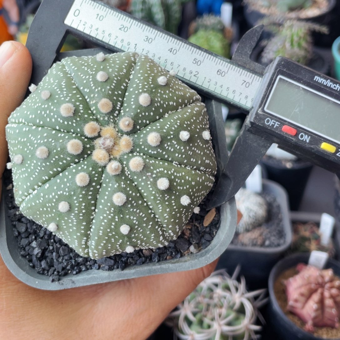 仙人球满28包邮盆5公分海星兜7.3公分