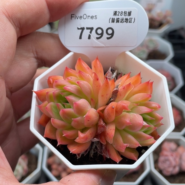 7799安吉拉6.5厘米