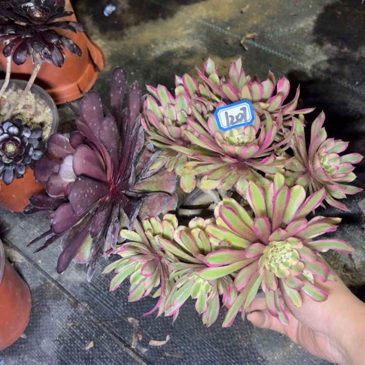 粉初恋丛林朵1207