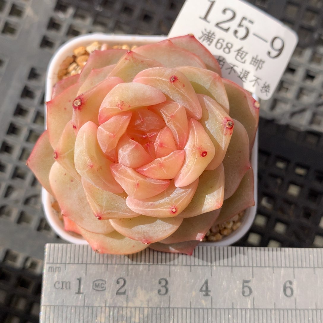 9。大富翁。珍妮糖心。