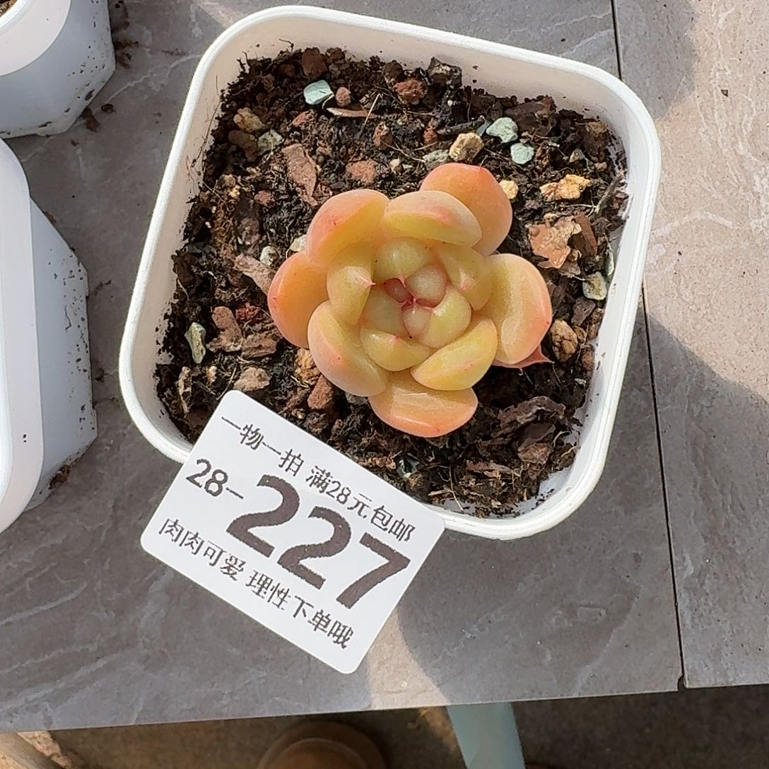 皮皮无盆土发货无