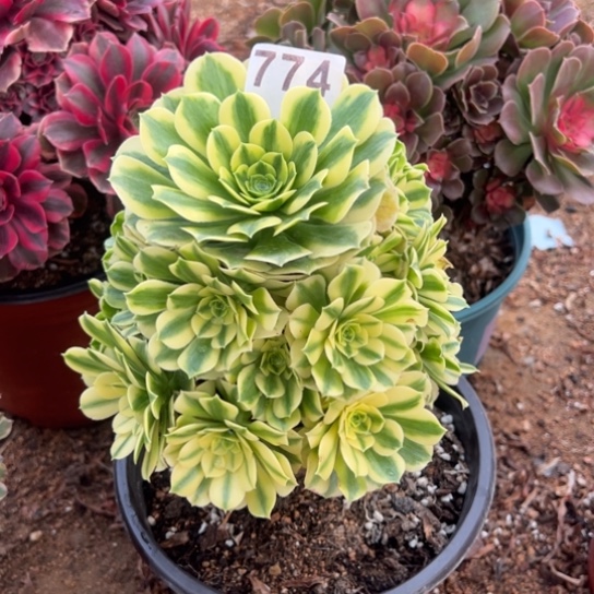 774金丝翡翠多肉植物