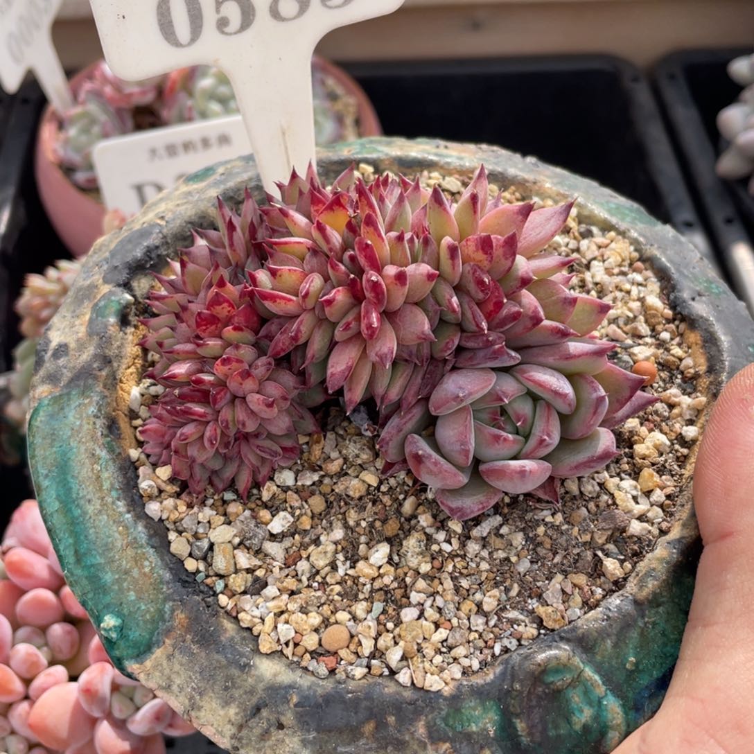 0583拉糖不带盆10厘米