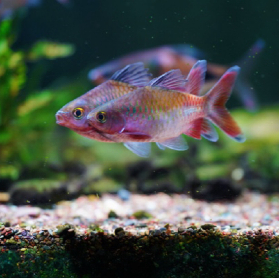 短体彩虹道人活体观赏鱼群游好养