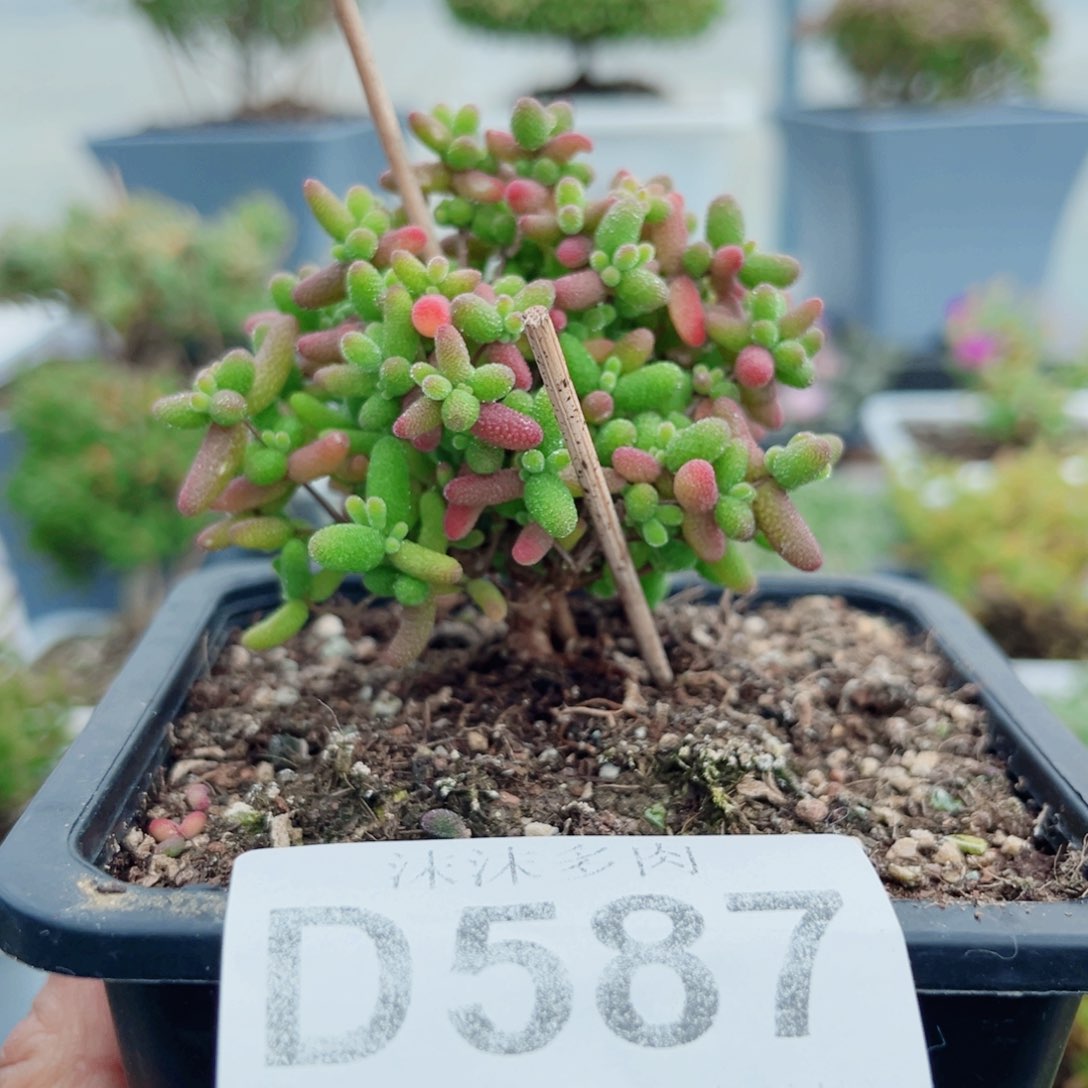 哈*587蜜橘糖球枝干