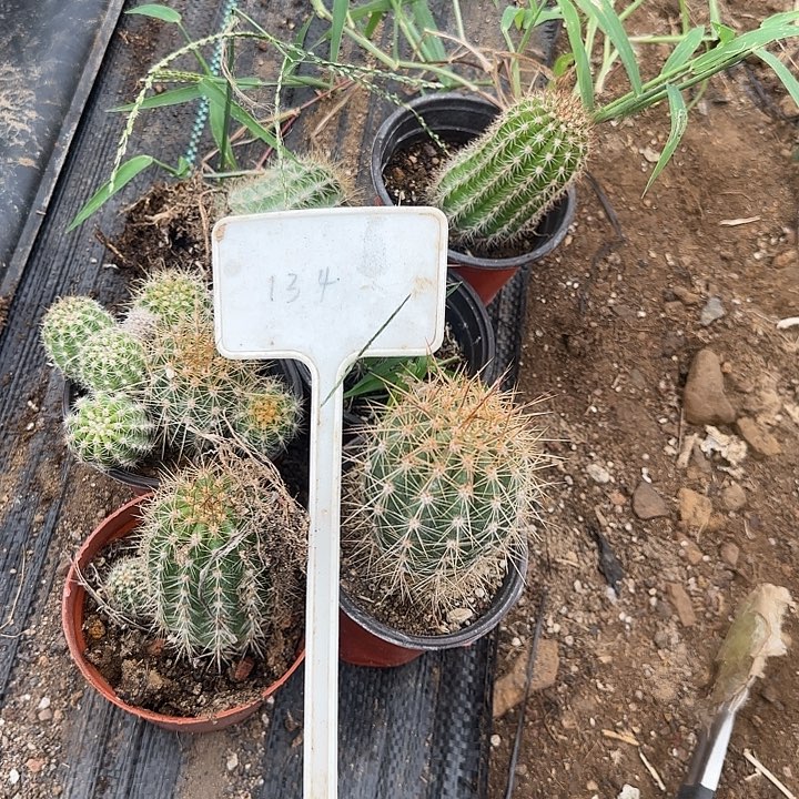 月***级134号毛花柱实生的20的