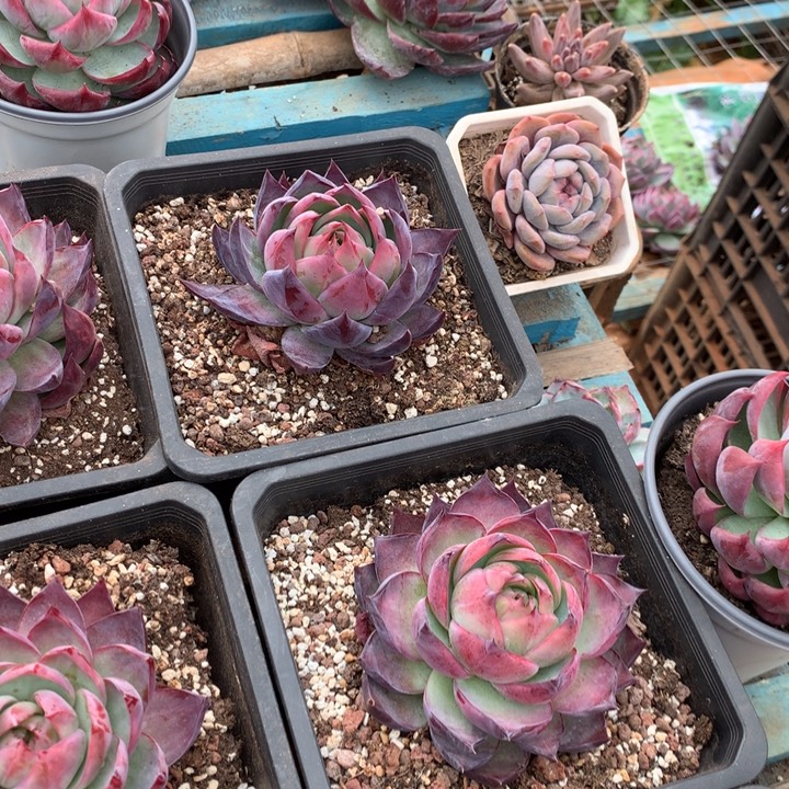 精品惊鸿仙子多肉植物两单包邮