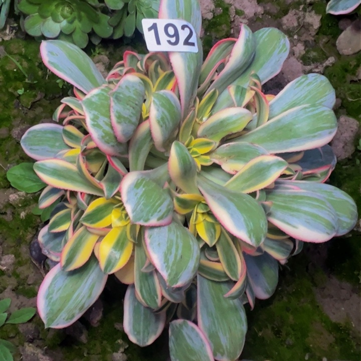 192灿烂法师多肉