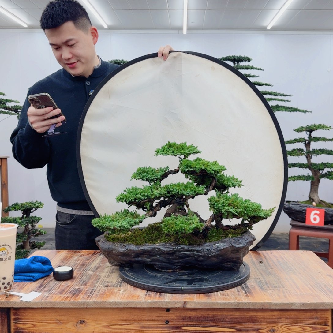 树木珍珠柏精品盆景一物一拍