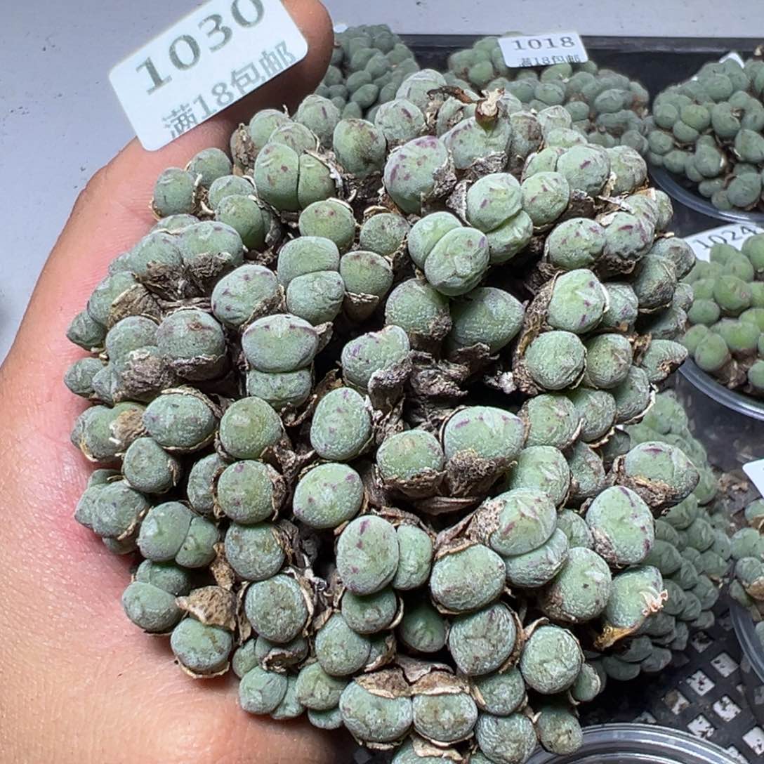 【闪购商品】 1030。    